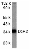 DcR2 Antibody
