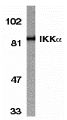 IKK alpha Antibody