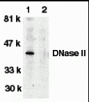 DNase II Antibody