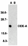 CIDE-A Antibody