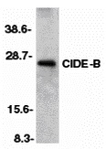 CIDE-B Antibody