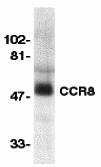 CCR8 Antibody