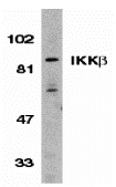 IKK beta Antibody