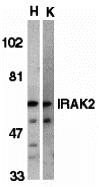 IRAK-2 Antibody
