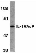 IL-1RAcP Antibody