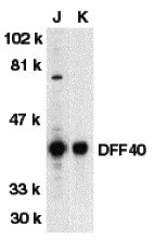 DFF40 Antibody