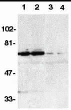 DR6 Antibody