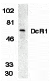 DcR1 Antibody