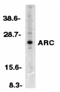 ARC Antibody