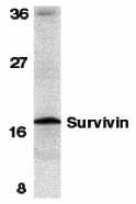 Survivin Antibody