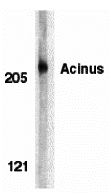 Acinus Antibody