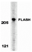FLASH Antibody