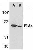F1A alpha Antibody