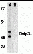 Bnip3L Antibody