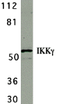 Western blot analysis of IKK gamma in HeLa whole cell lysate with IKK gamma antibody at 1 μg/mL.
