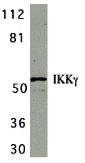 IKK gamma Antibody