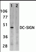 DC-SIGN Antibody