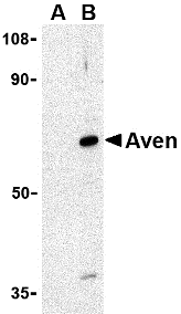 Aven Antibody