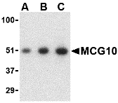 MCG10 Antibody