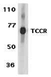 TCCR Antibody
