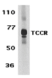TCCR Antibody