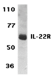 IL-22 Receptor Antibody