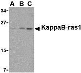 KappaB ras1 Antibody