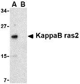 KappaB ras2 Antibody