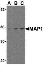 MAP1 Antibody