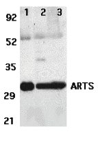 ARTS Antibody
