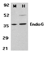 EndoG Antibody