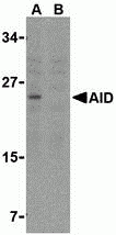 AID Antibody