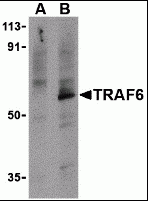 TRAF6 Antibody