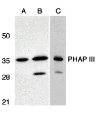 PHAP III Antibody