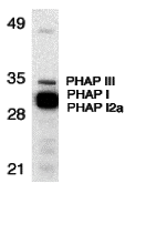 PHAP Antibody