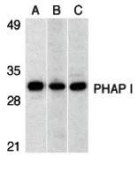 PHAP I Antibody