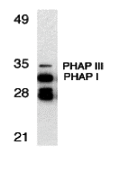 PHAP Antibody