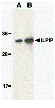 ILPIP Antibody
