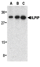 ILPIP Antibody