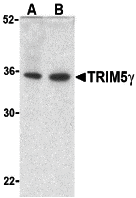 TRIM5 gamma Antibody