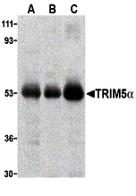 TRIM5 alpha Antibody