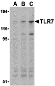 TLR7 Antibody