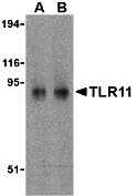 TLR11 Antibody