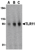 TLR11 Antibody