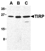 TIRP Antibody