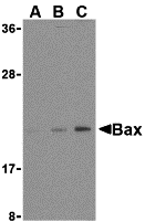 Bax Antibody
