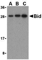 Bid Antibody