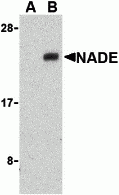 NADE Antibody