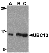 UBC13 Antibody
