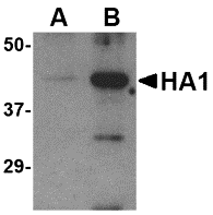 Avian Influenza Hemagglutinin Antibody